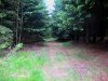 Der schöne Waldweg